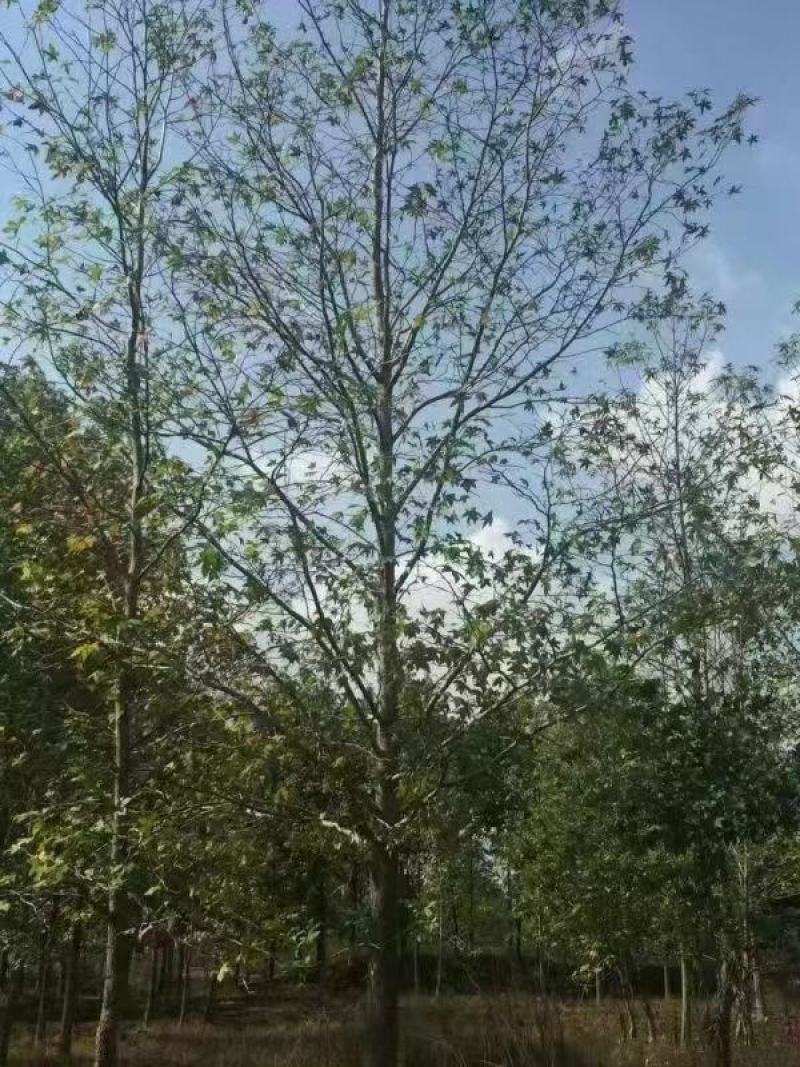 枫香苗