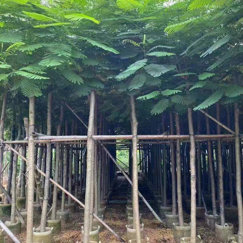 凤凰木