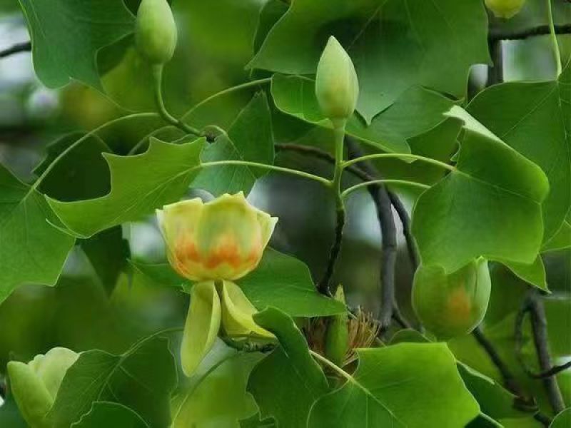 鹅掌楸苗