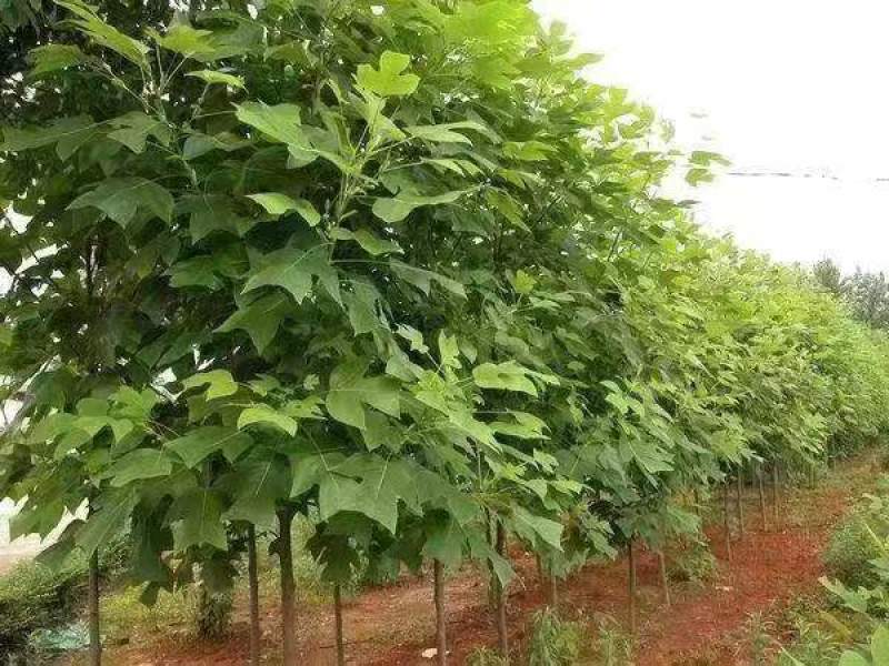 鹅掌楸苗