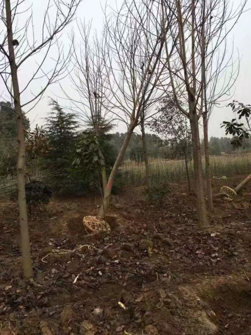 鹅掌楸苗