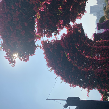 各种造型三角梅需要的欢迎来咨询