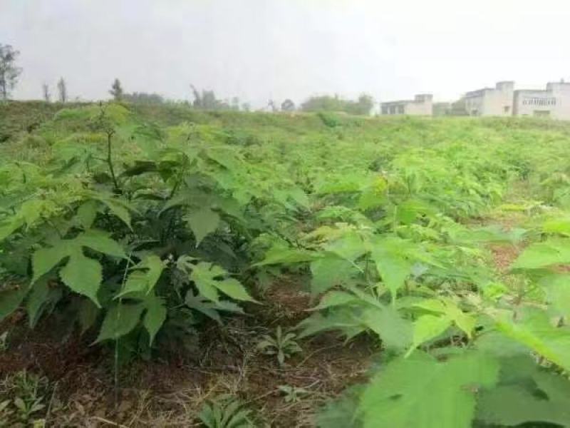 苟树苗