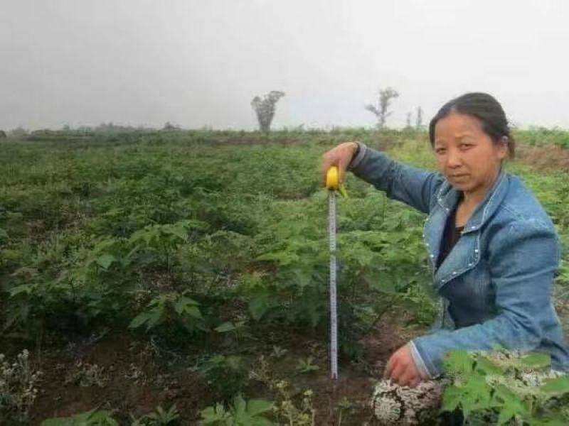 苟树苗