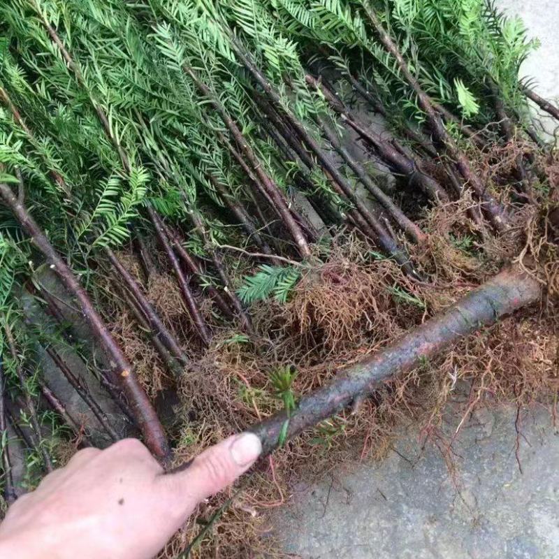 红豆杉苗