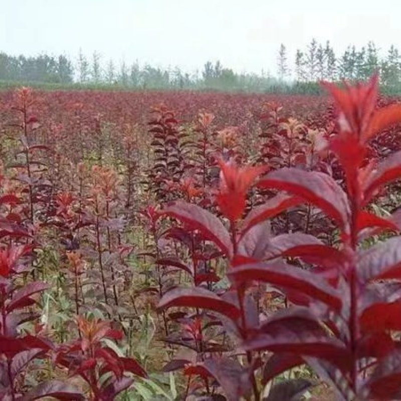 红叶李