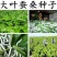 桑树种子优质桑种.养蚕桑树种子、饲料桑种子.