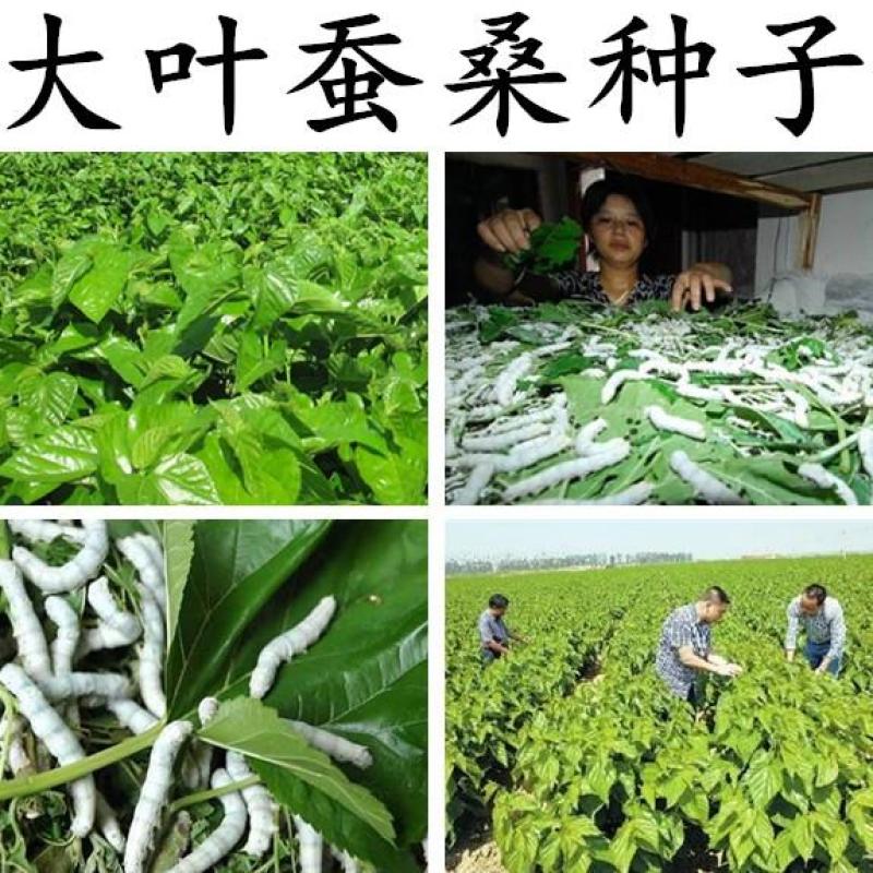桑树种子优质桑种.养蚕桑树种子、饲料桑种子.