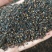 桑树种子优质桑种.养蚕桑树种子、饲料桑种子.