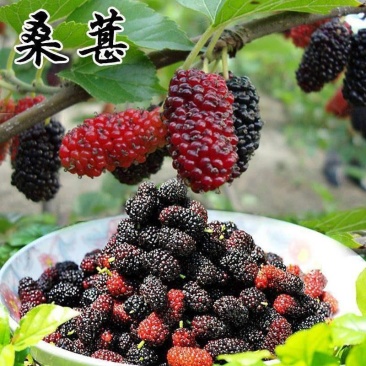 全新桑葚种子桑树种子果桑种子马桑种子高产桑枣树种子