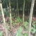 鄂西红豆