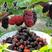 全新桑葚种子桑树种子果桑种子马桑种子高产桑枣树种子