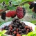 全新桑葚种子桑树种子果桑种子马桑种子高产桑枣树种子