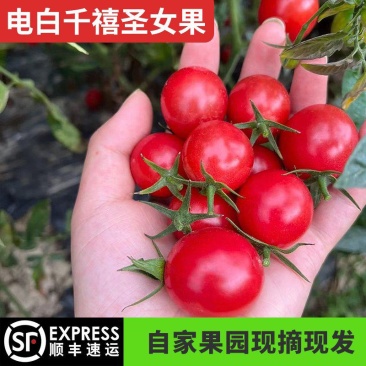 《实力热品》千禧圣女果大量供应，电商，商超，市场欢迎洽谈