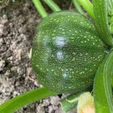 早熟西葫芦种子春秋种植坐果力强耐寒优质品种商品性好