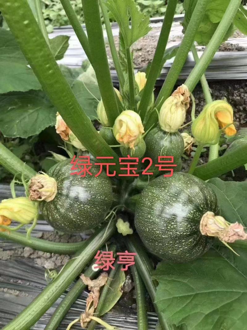 早熟西葫芦种子春秋种植坐果力强耐寒优质品种商品性好