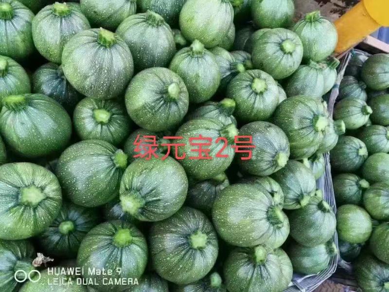 早熟西葫芦种子春秋种植坐果力强耐寒优质品种商品性好
