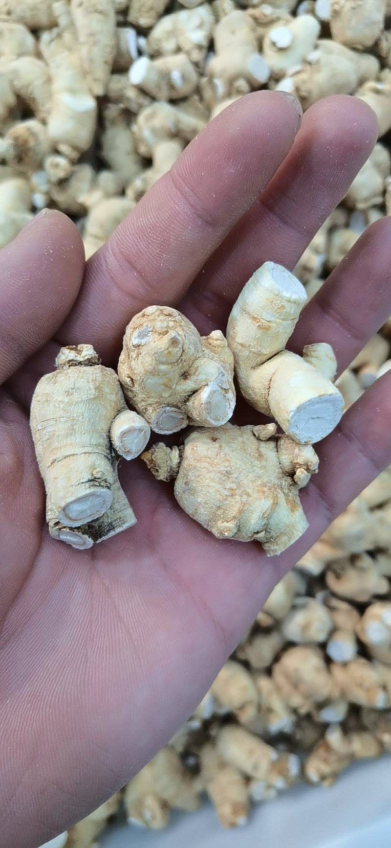 【特价】**漂亮的西洋参粒头本色足干量大价优