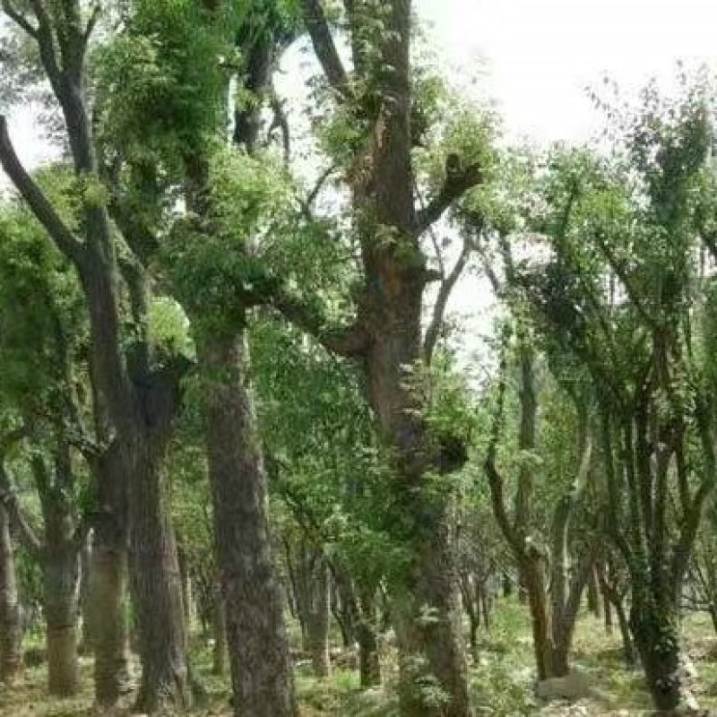 黄连木