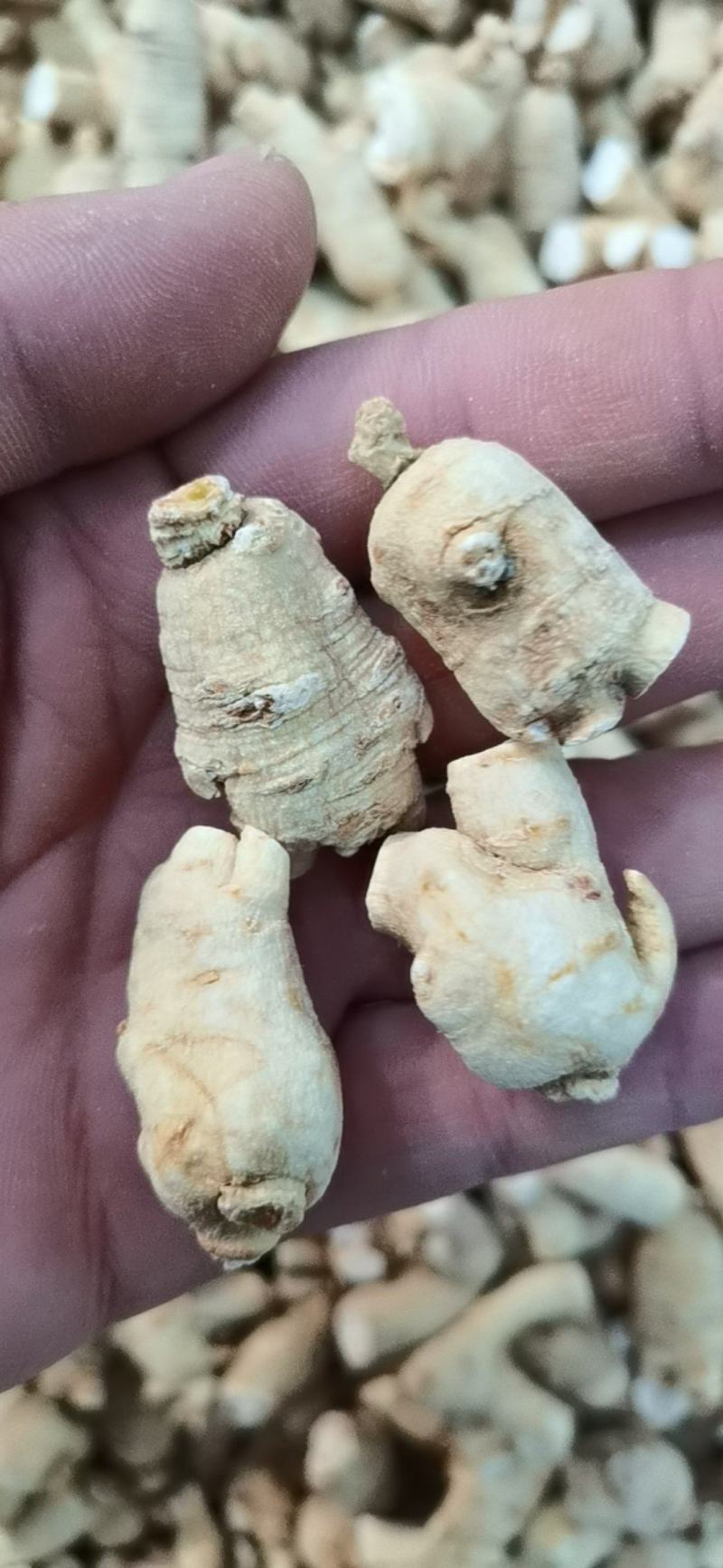 【特价】**漂亮的西洋参粒头本色足干量大价优