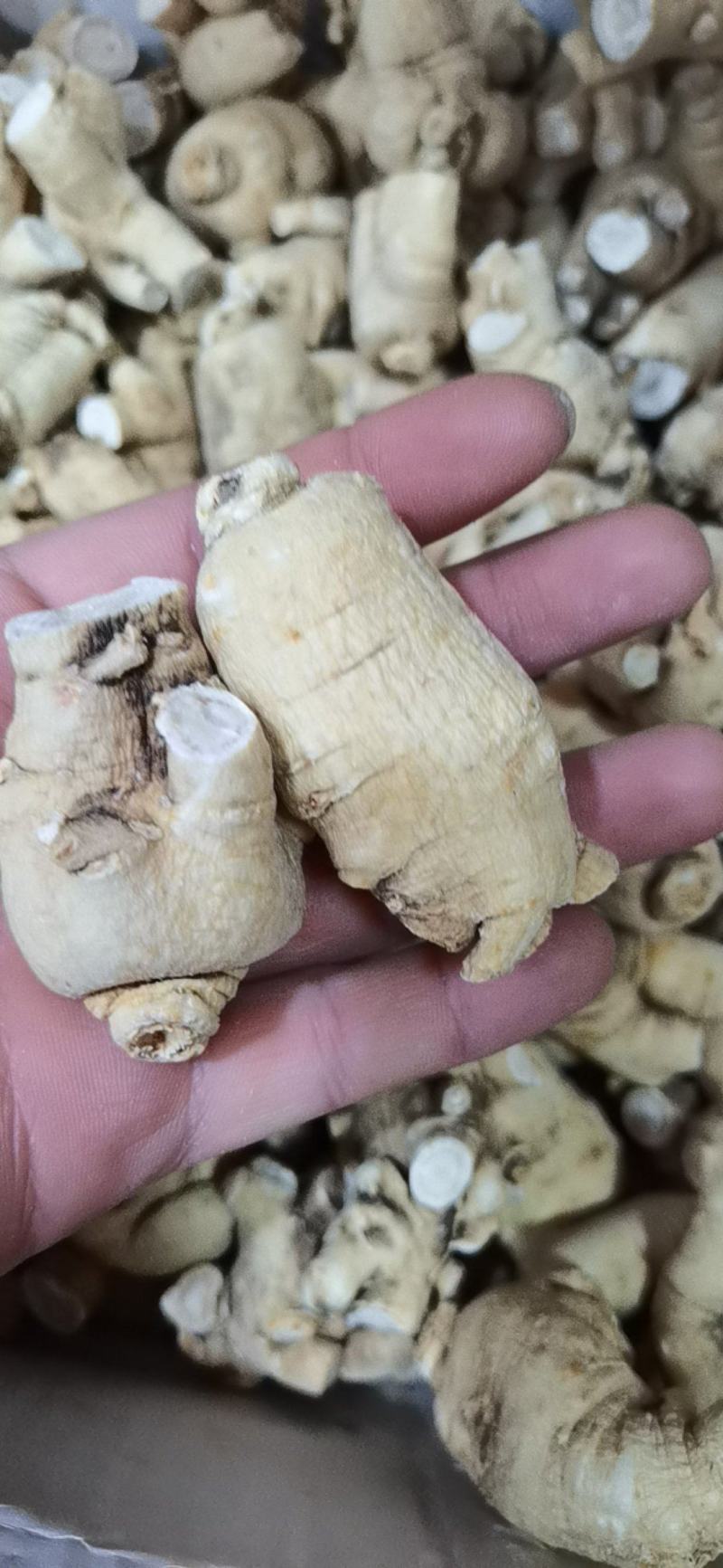 【特价】**漂亮的西洋参粒头本色足干量大价优