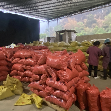 广西桂林荔浦毛马蹄质量好价格优惠欢迎各位老板光临