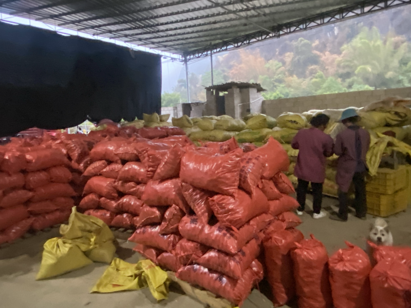 广西桂林荔浦毛马蹄质量好价格优惠欢迎各位老板光临