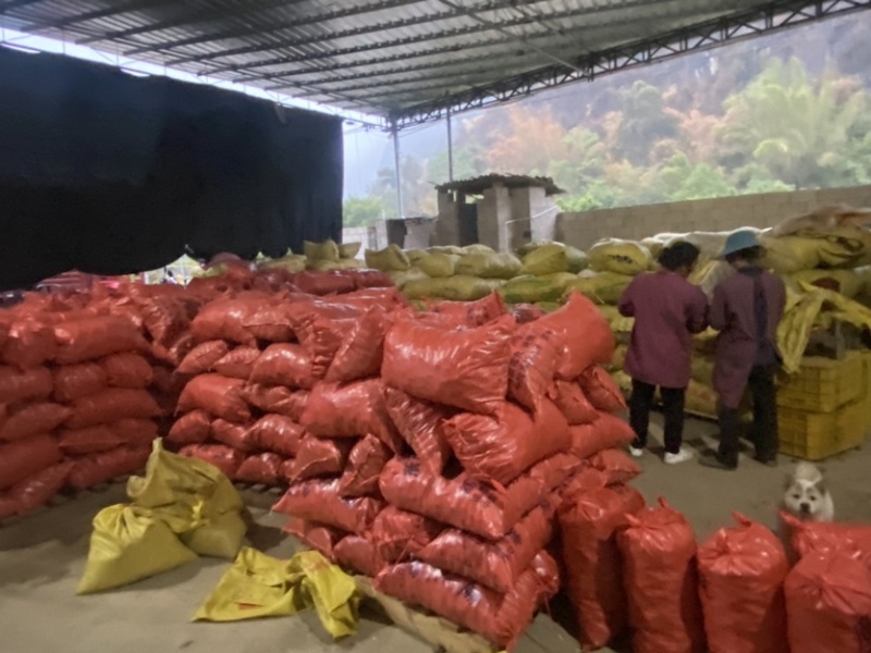 广西桂林荔浦毛马蹄质量好价格优惠欢迎各位老板光临