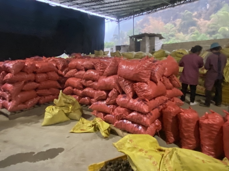 广西桂林荔浦毛马蹄质量好价格优惠欢迎各位老板光临