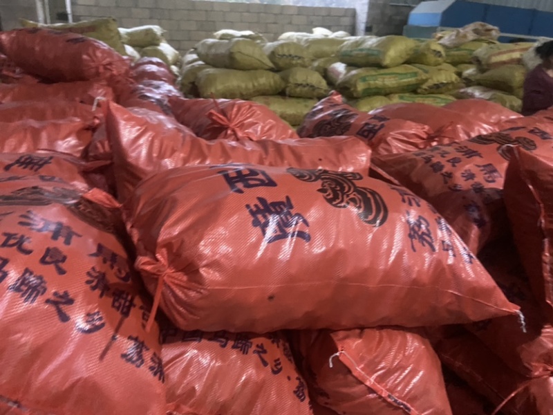 广西桂林荔浦毛马蹄质量好价格优惠欢迎各位老板光临