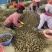 广西桂林荔浦毛马蹄质量好价格优惠欢迎各位老板光临
