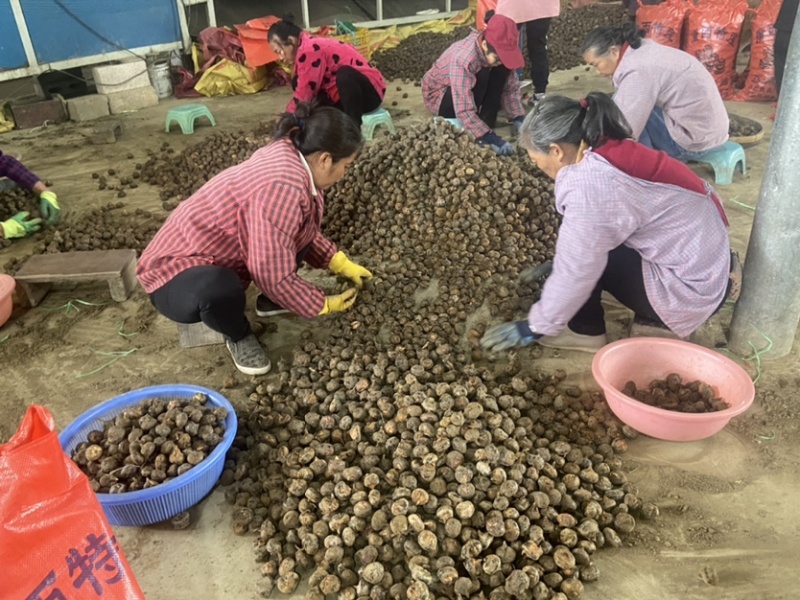 广西桂林荔浦毛马蹄质量好价格优惠欢迎各位老板光临