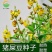 猪屎豆种子多年生草本植物耐寒耐旱灌木园林绿化灌木种子