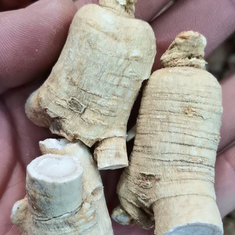 【特价】**漂亮的西洋参粒头本色足干量大价优