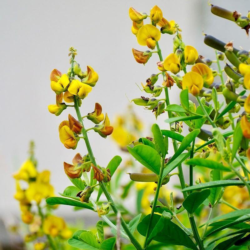 猪屎豆种子多年生草本植物耐寒耐旱灌木园林绿化灌木种子