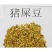 猪屎豆种子多年生草本植物耐寒耐旱灌木园林绿化灌木种子