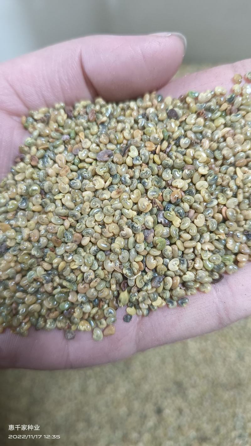 猪屎豆种子多年生草本植物耐寒耐旱灌木园林绿化灌木种子