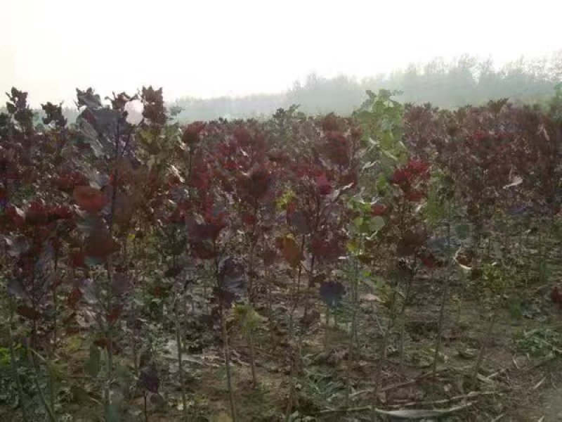 全红杨