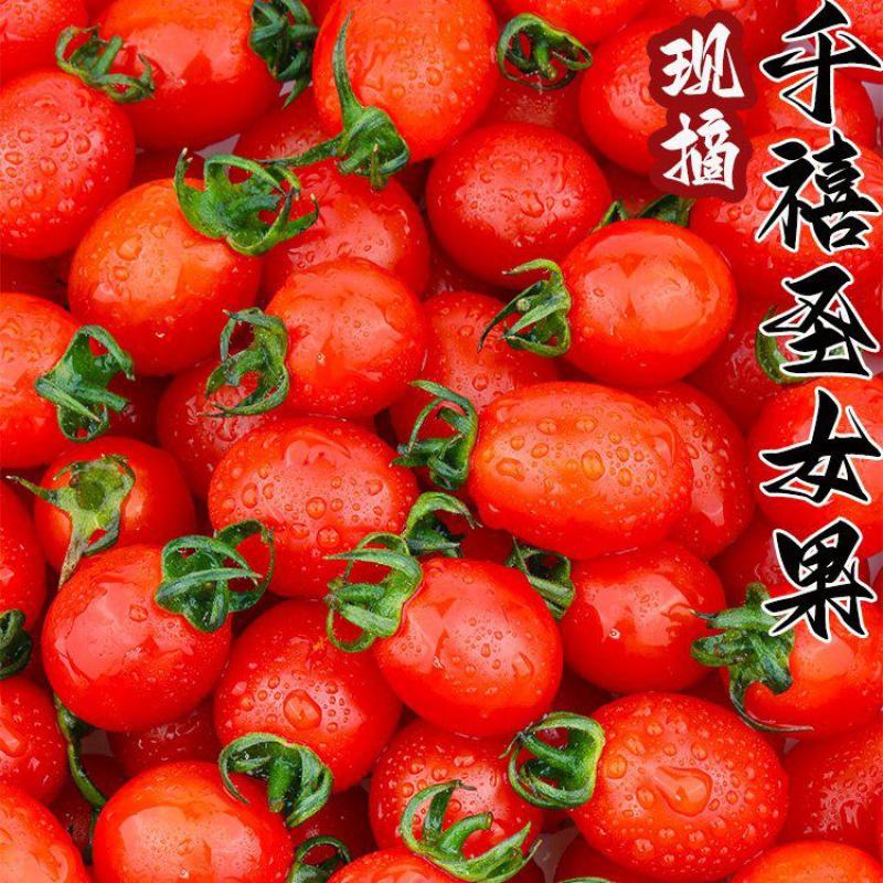 《实力热品》电白千禧圣女果大量上市供应各大市场电商商超