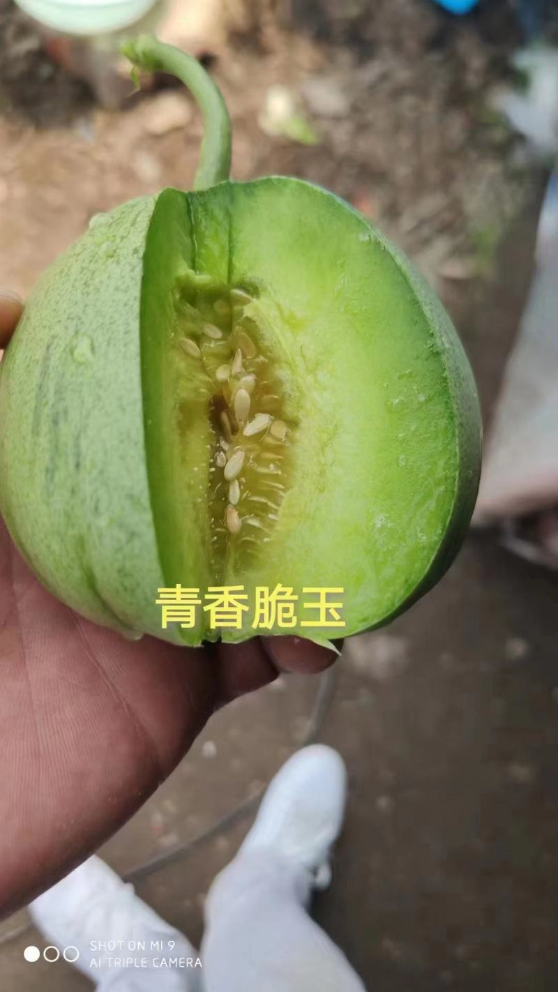 杂交薄皮甜瓜种子早熟高产绿宝甜瓜肉质脆爽皮薄肉厚香味浓郁