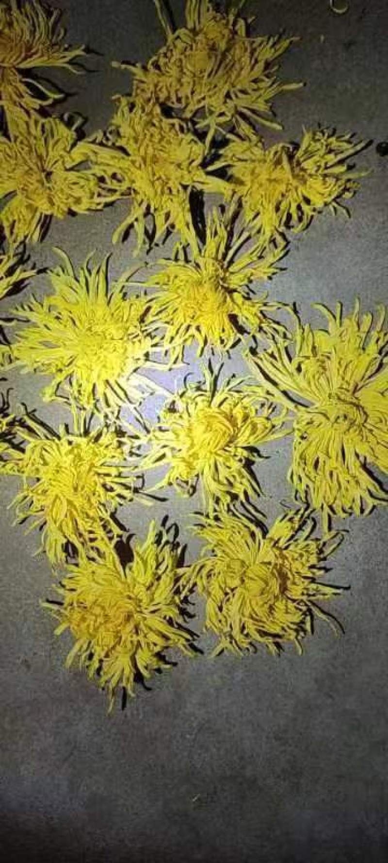金丝皇菊