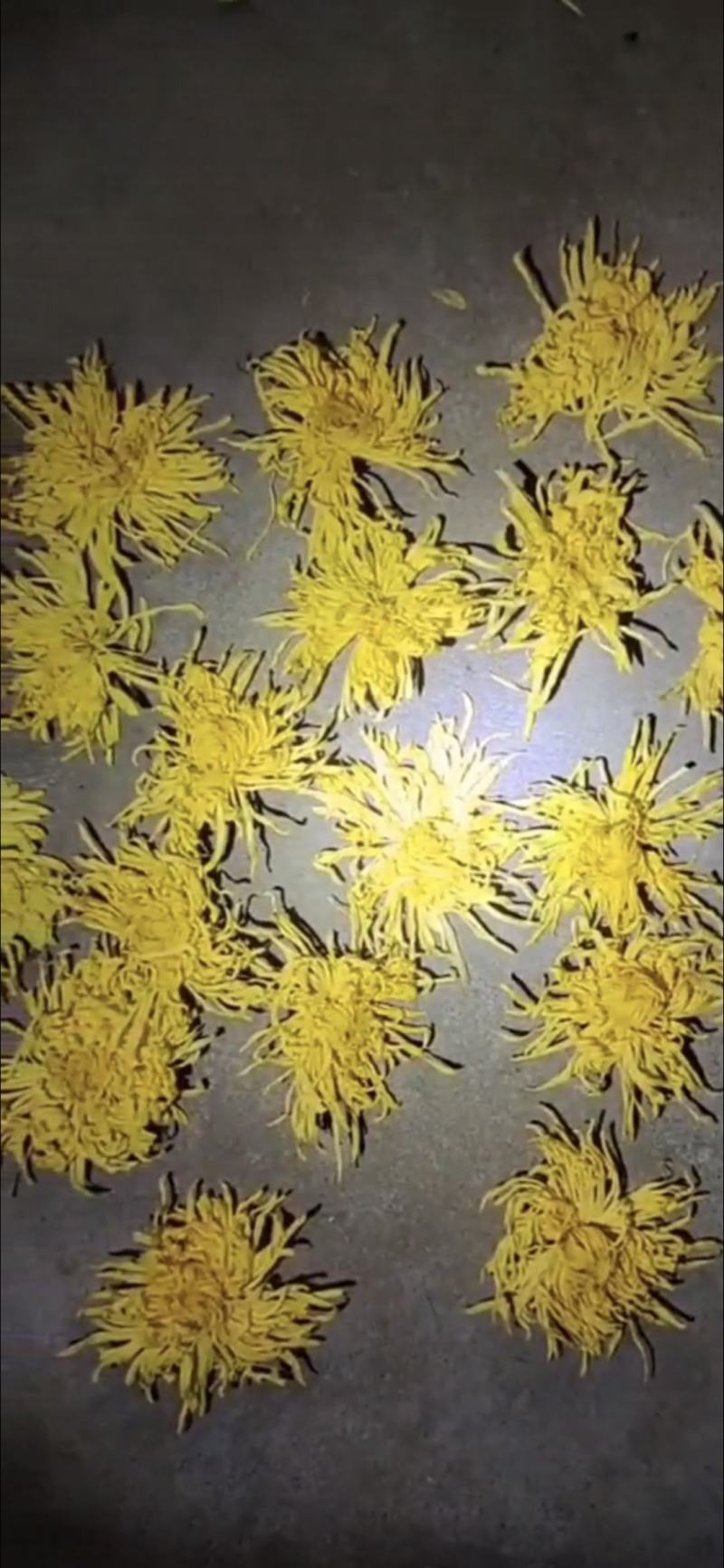 金丝皇菊