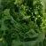 精品生菜，产地直发，质量保证，欢迎采购。