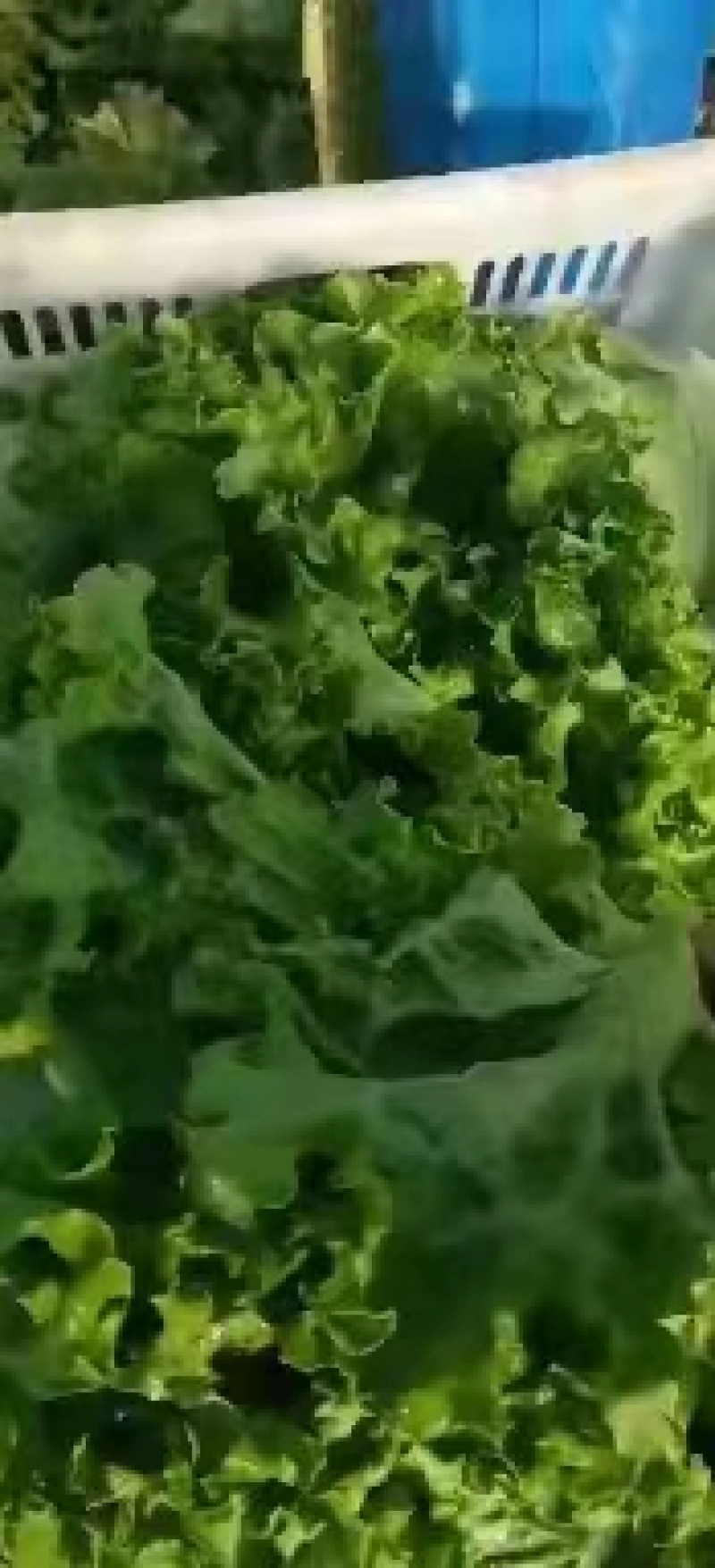精品生菜，产地直发，质量保证，欢迎采购。