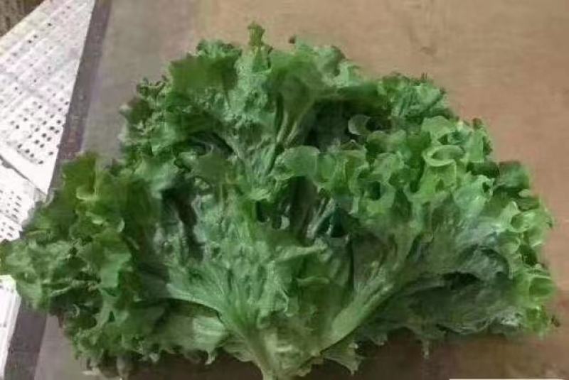 精品生菜，产地直发，质量保证，欢迎采购。