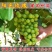 贝达根嫁接金手指葡萄苗1年30~50cm