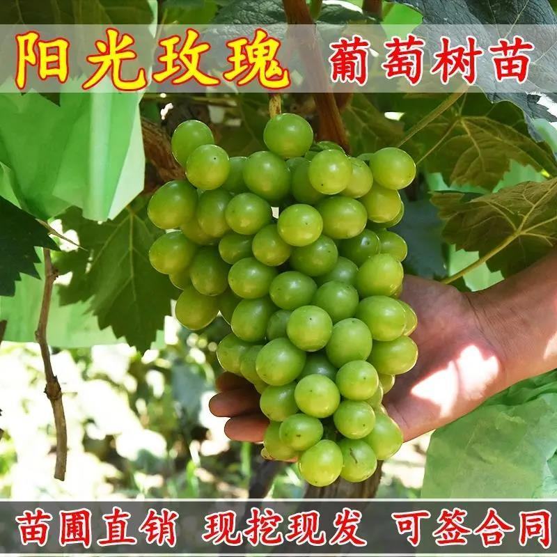 贝达根嫁接金手指葡萄苗1年30~50cm