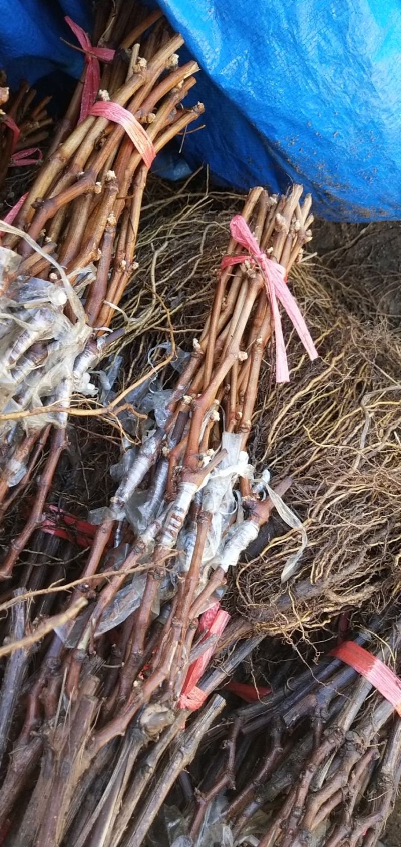 贝达根嫁接金手指葡萄苗1年30~50cm