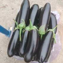 精品黑宝长茄紫茄货源充足价格产地直发质量保证