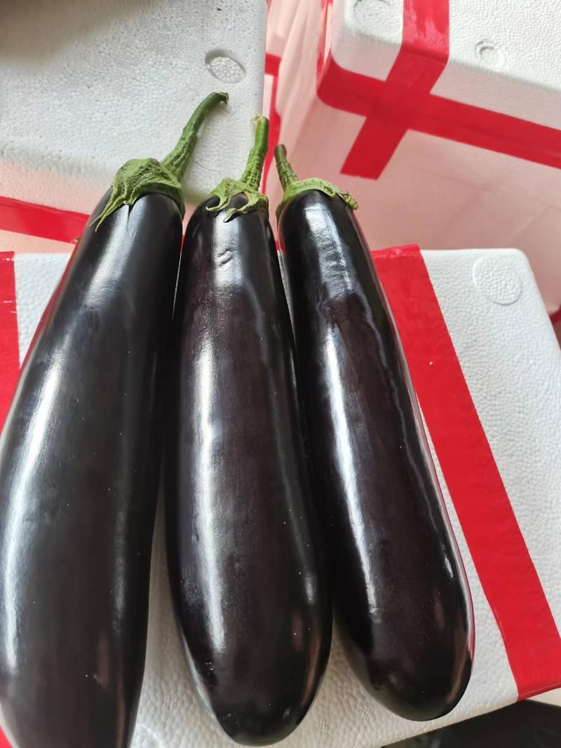 精品黑宝长茄紫茄货源充足价格优惠产地直发质量保证